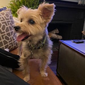 Meet your Posher, Adam